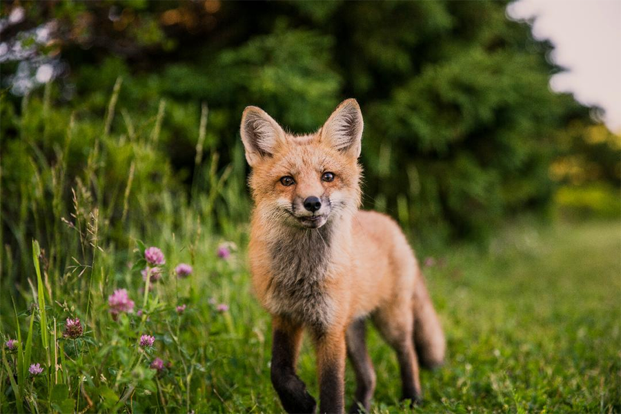 fox_front